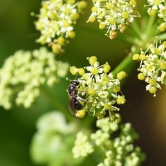 Anthophila