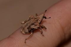 Oemethylus triangularis