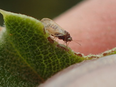 Ceanothia ceanothi