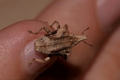 Oemethylus triangularis