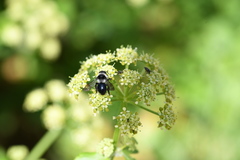 Andrena cineraria
