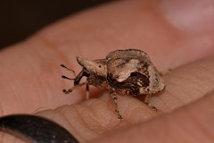 Oemethylus triangularis