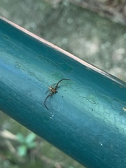 Thomisidae