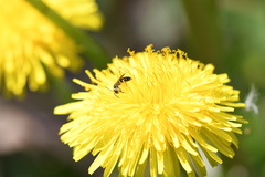 Anthophila
