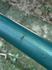 Thomisidae
