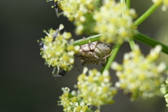 Halyomorpha halys