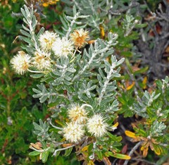 Chiliotrichum