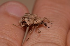 Oemethylus triangularis