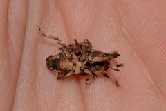 Oemethylus triangularis