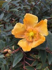 Hypericum patulum