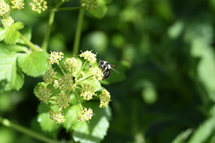 Andrena cineraria