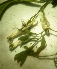 Fumaria parviflora