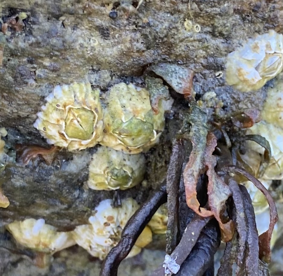 rough barnacle
