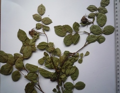 Rosa balsamica