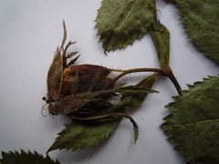 Rosa balsamica