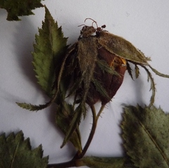Rosa balsamica