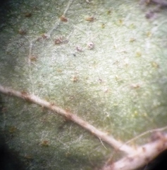 Rosa balsamica