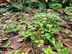 Persicaria nepalensis