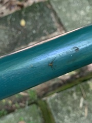 Thomisidae