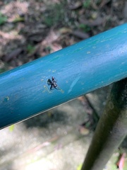 Castianeira