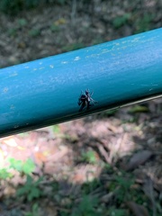 Castianeira