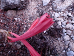 Cyrtanthus fergusoniae