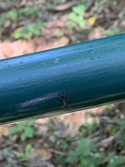 Castianeira