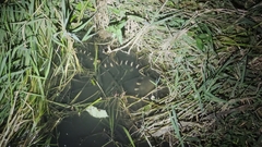 Bungarus multicinctus