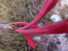 Cyrtanthus fergusoniae