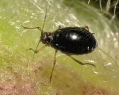 Brachycaudus lychnidis