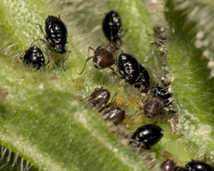 Brachycaudus lychnidis