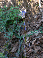 Campanula prenanthoides