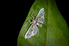Neoleucinodes elegantalis
