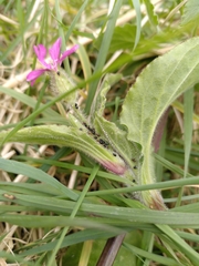 Brachycaudus lychnidis