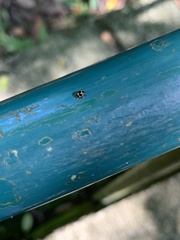 Coccinellidae