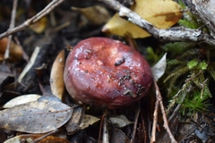 Russula nothofaginea