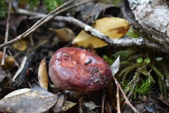 Russula nothofaginea