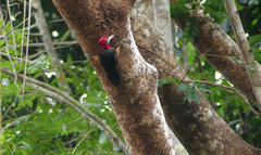 Campephilus rubricollis