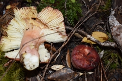 Russula nothofaginea