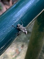 Steirastoma stellio