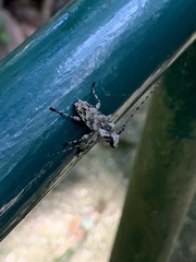 Steirastoma stellio