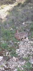 Lagomorpha