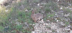 Lagomorpha