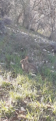 Lagomorpha