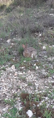Lagomorpha