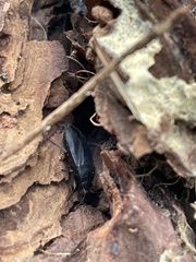 Lethaeus cribratissimus