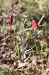 Fritillaria gentneri