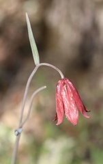 Fritillaria gentneri