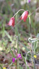 Fritillaria gentneri