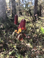 Fritillaria gentneri